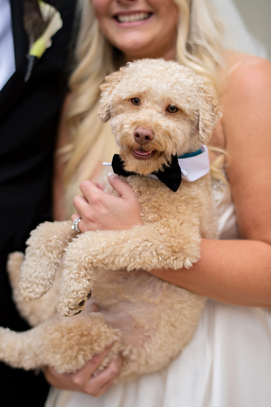 wedding puppy