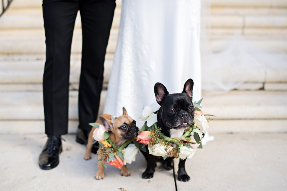 dogs at wedding with flower collars