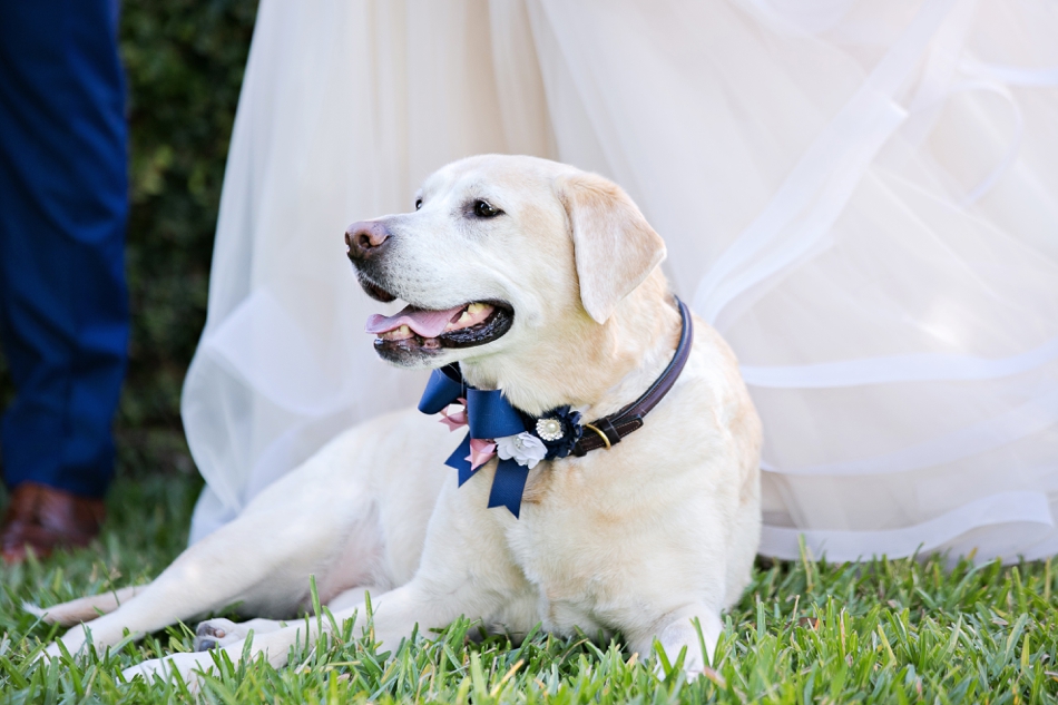 Good Labrador excited for wedding