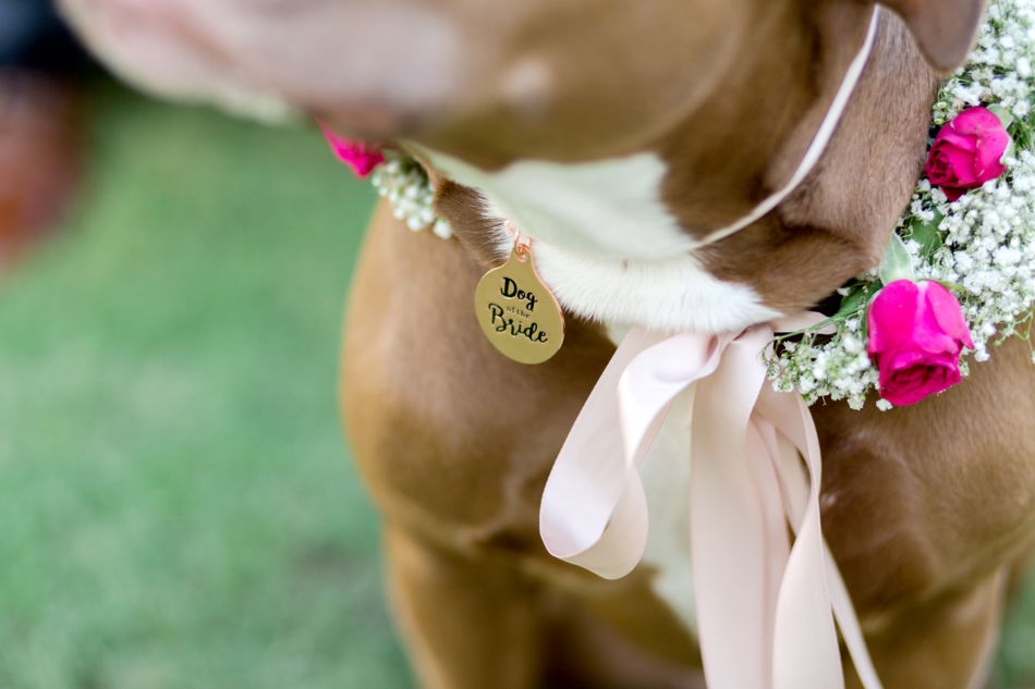 dog of the bride collar