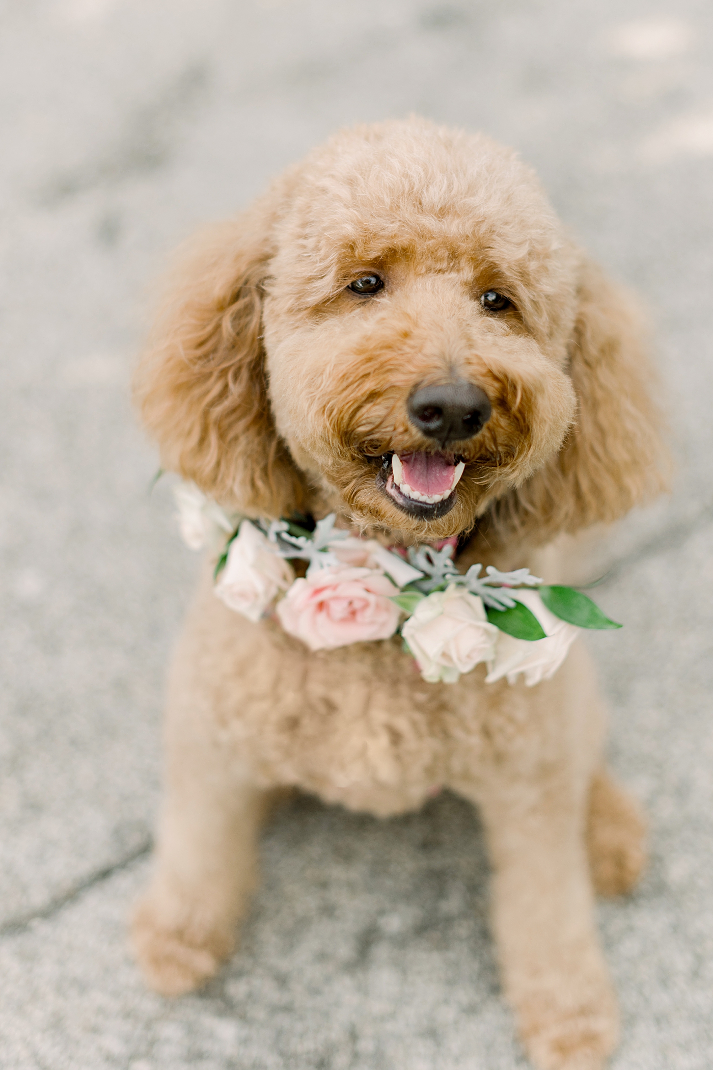 pup friendly wedding
