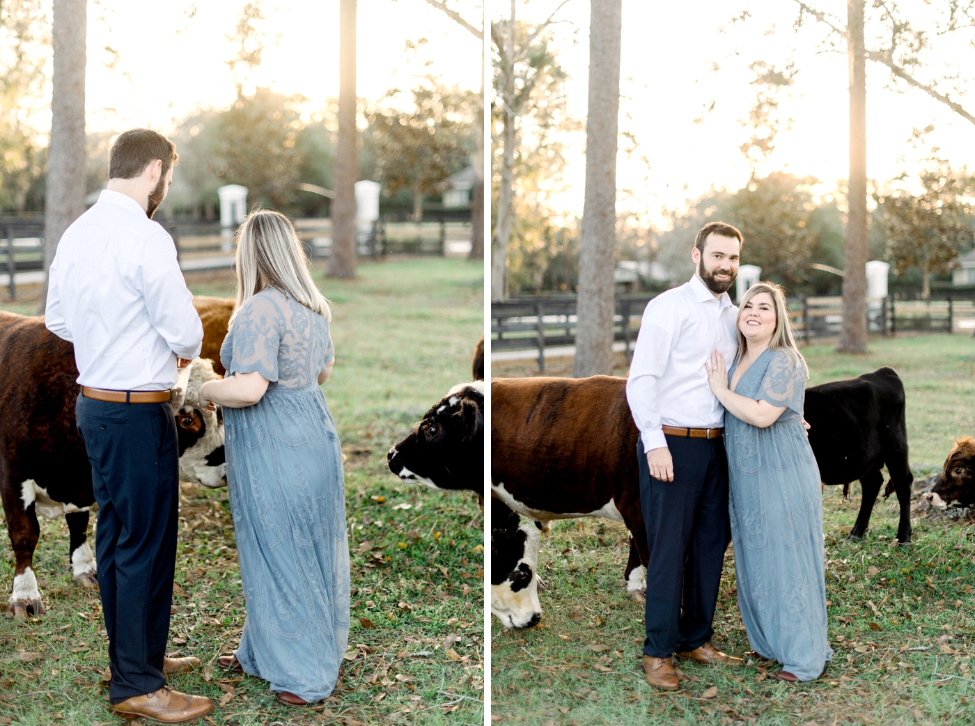 engagement session with mini cows