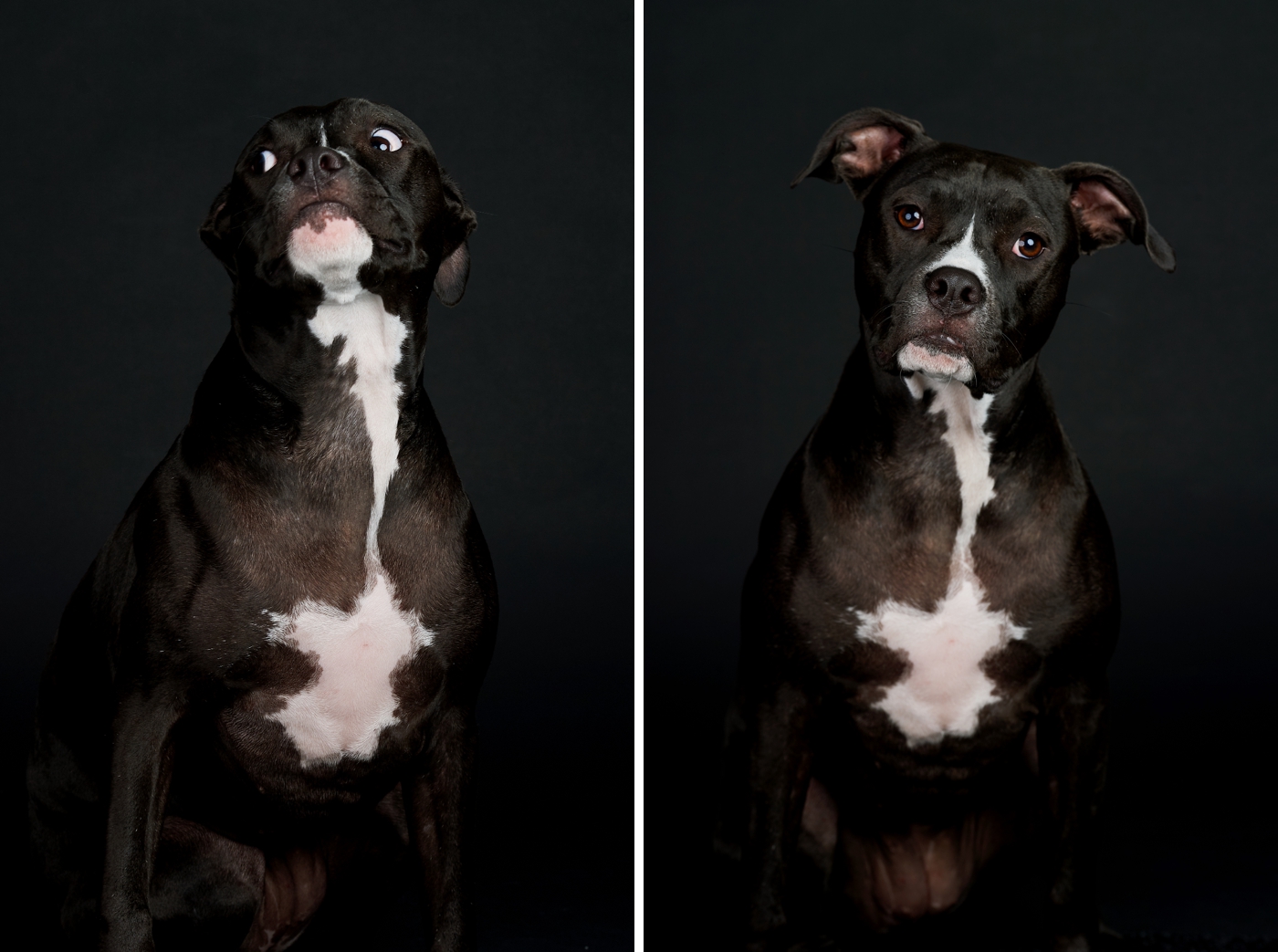 rescue dog photography