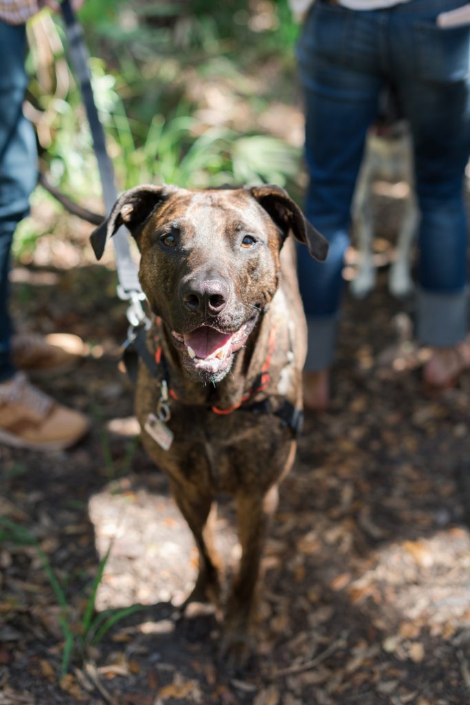 Pet Photography Fundraiser for Orlando Animal Rescue, The Pixel Fund Kristen Weaver Photography