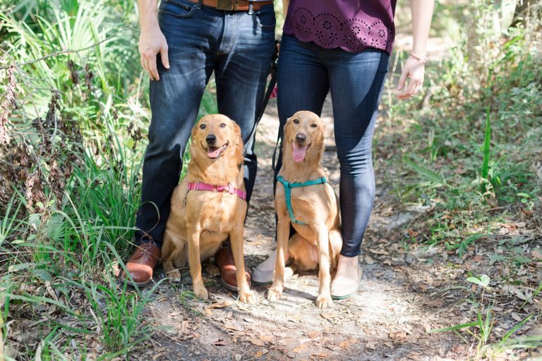 Pet Photography Fundraiser for Orlando Animal Rescue, The Pixel Fund Kristen Weaver Photography