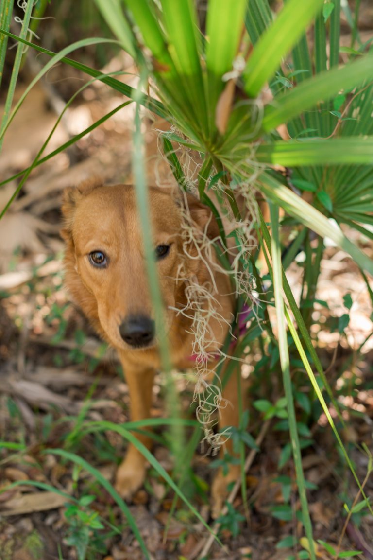 Pet Photography Fundraiser for Orlando Animal Rescue, The Pixel Fund Kristen Weaver Photography