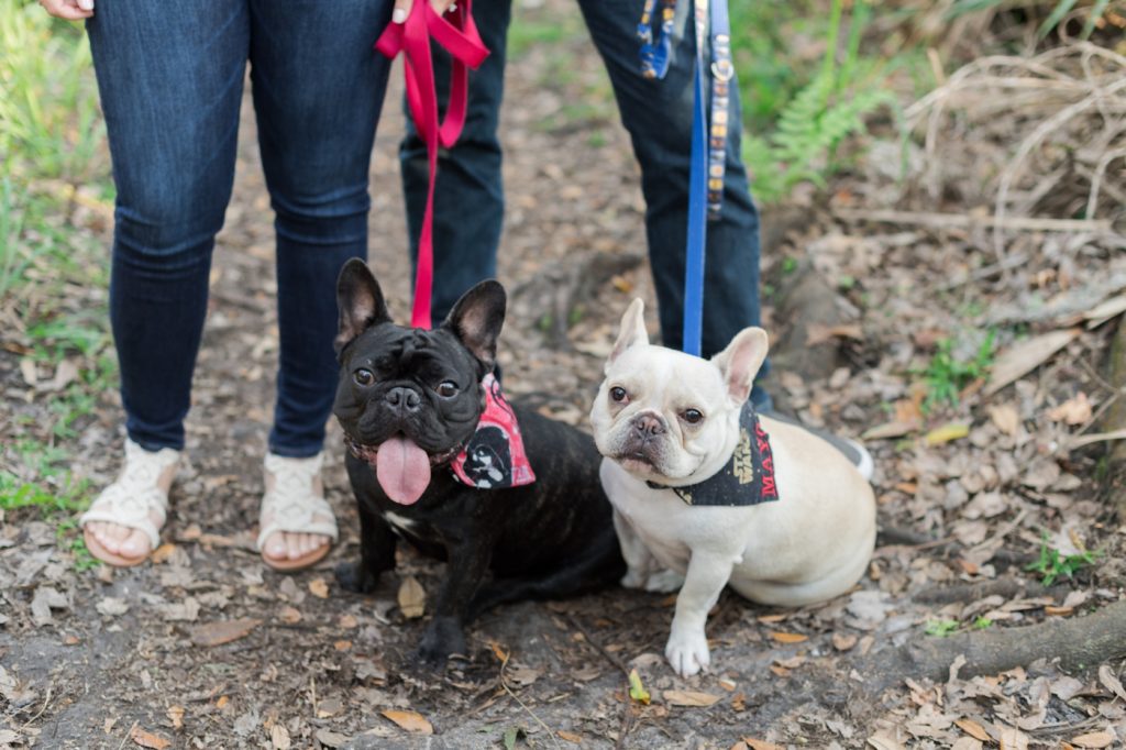 Pet Photography Fundraiser for Orlando Animal Rescue, The Pixel Fund Kristen Weaver Photography