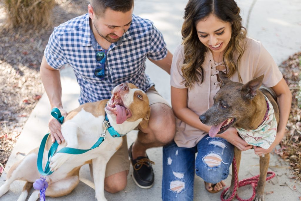 Pet Photography Fundraiser for Orlando Animal Rescue, The Pixel Fund Kristen Weaver Photography