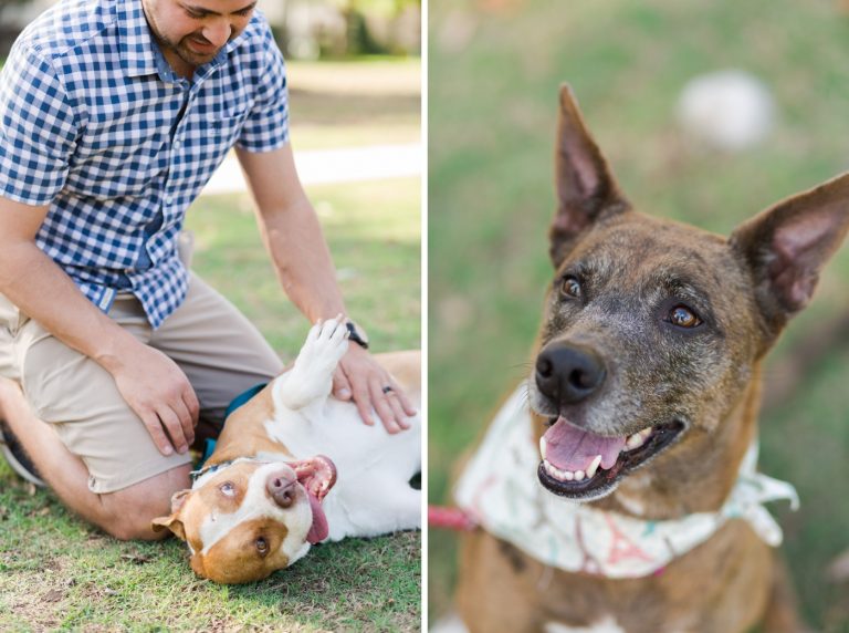Pet Photography Fundraiser for Orlando Animal Rescue, The Pixel Fund Kristen Weaver Photography