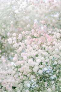 painted baby's breath