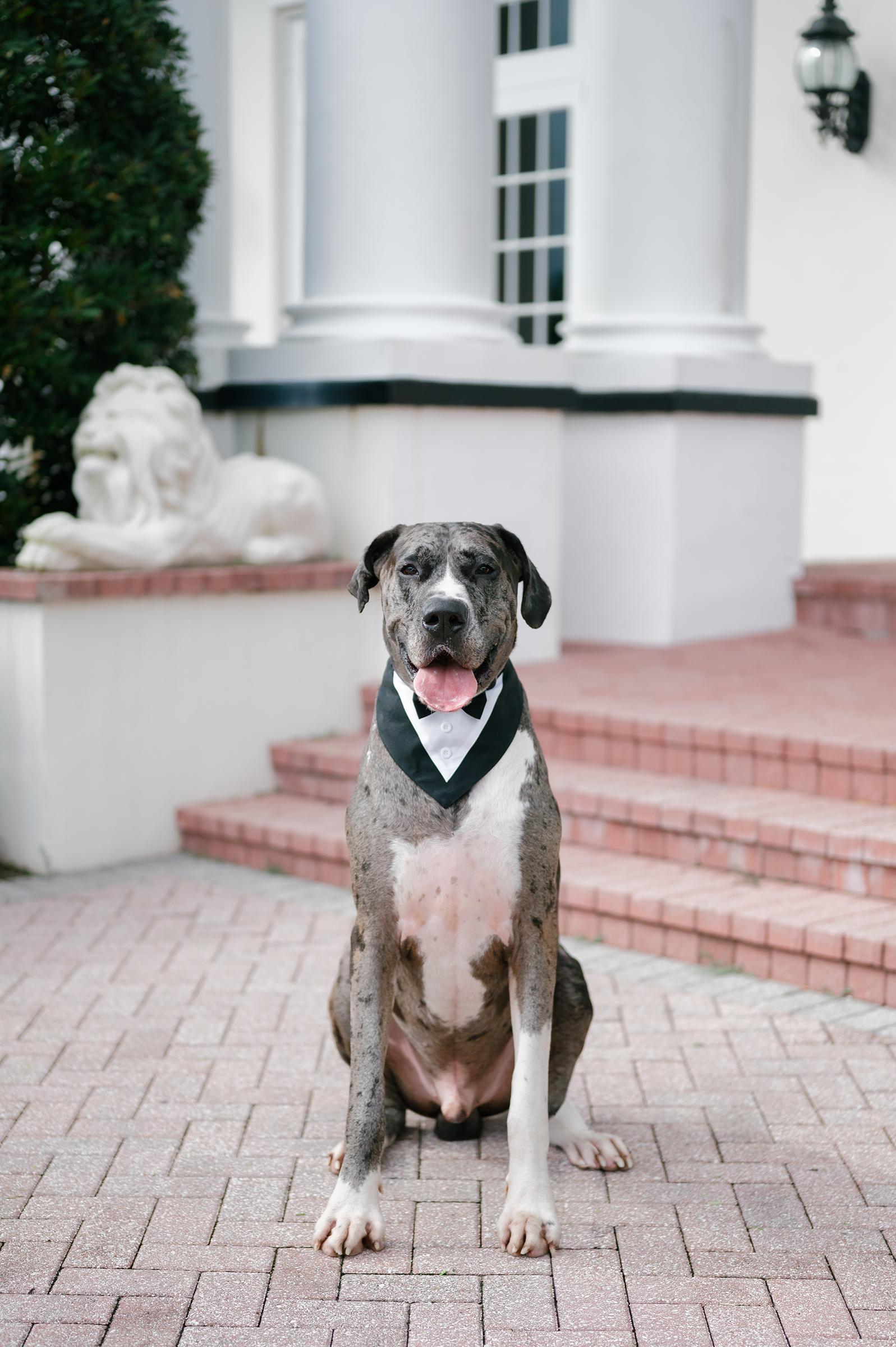 picture of dog at wedding ceremony
